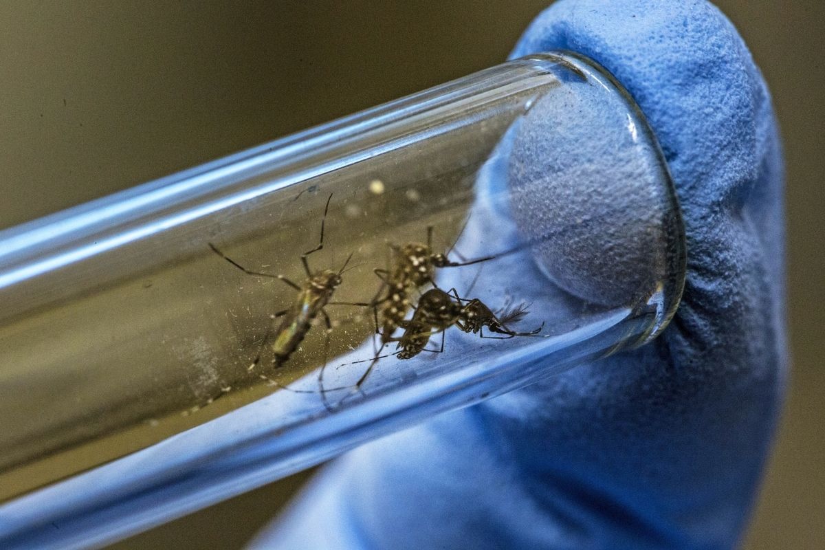 Normal mosquitoes fly 10m above the ground